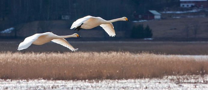 Fortum bygger säkrare elnät