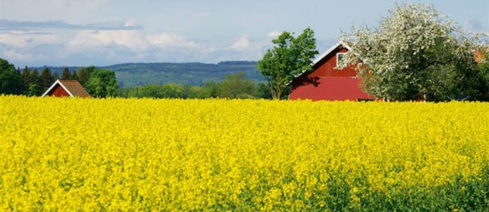 El från biokraft fortsätter öka