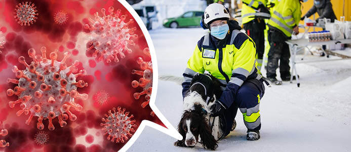 Coronahundar ska spåra smitta på byggen