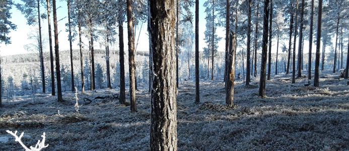 SFV inför ny modell för grön infrastruktur