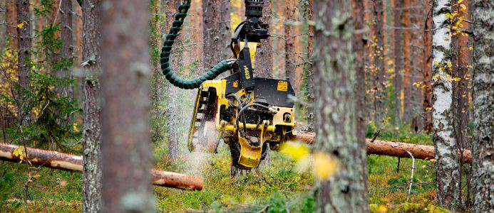 Sveaskog höjer priset på timmer i norr