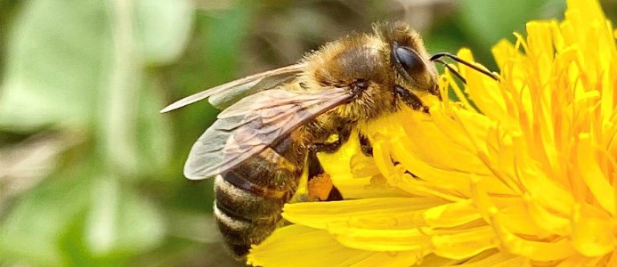 Forskare härmar insektshjärnans lokalsinne