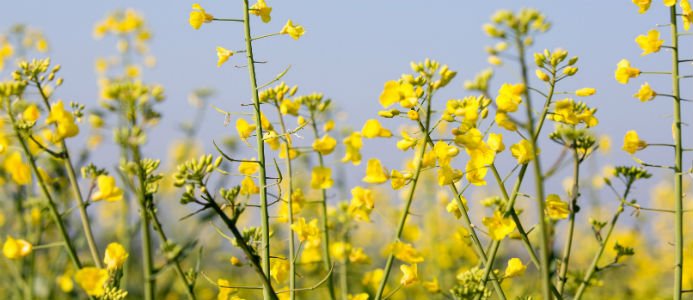 Analys: läget för biodrivmedel