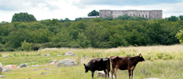 Slottsruin får ny utvecklingsplan