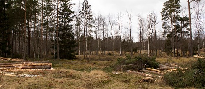 Snart dags för bygget av Bredstorp Solpark