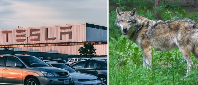 Vargar i vägen för Teslas jättefabrik i Tyskland