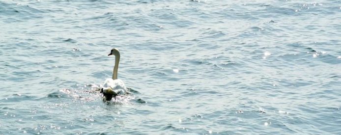 Kampanj sparade 120 ton svaveloxid