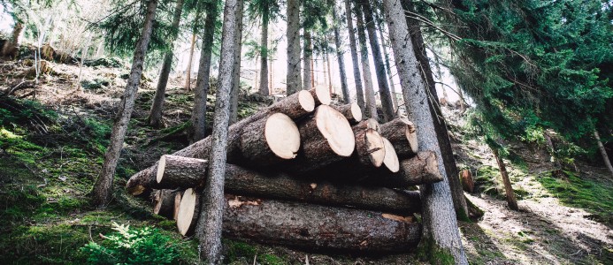 Pilotprojekt för att ersätta fossil plast