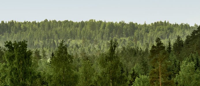 Säkrare förnyelse med blandning av tall och gran