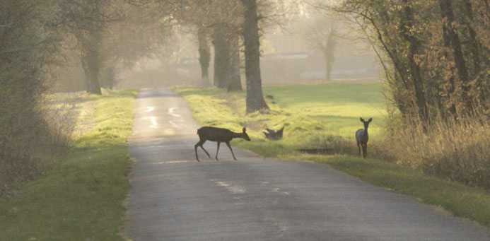 Rådjursolyckor kostar 1 miljard om året