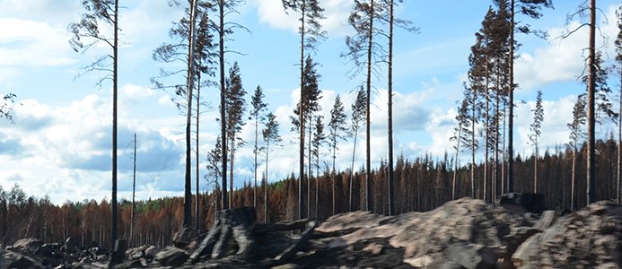 Regeringen: miljonstöd till drabbade skogsägare