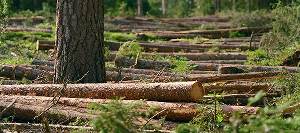 Stora utmaningar väntar skogs- och pappersbranschen