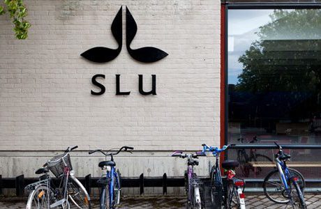 Peab bygger nytt vid SLU