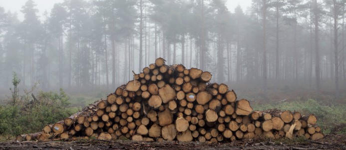 Virkespriserna har sjunkit: ”Svag återhämtning”