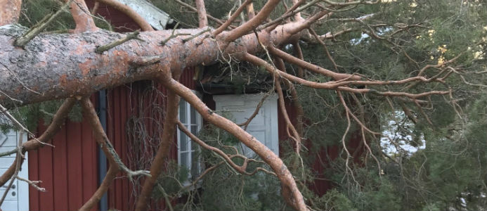 Stormen Alfrida: över 2 000 skadefall