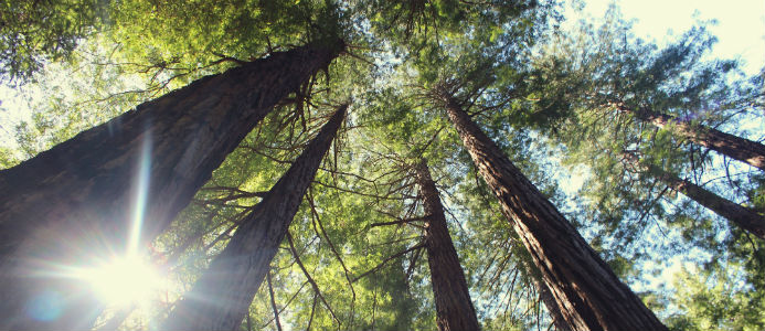 3,4 miljarder satsas på skog