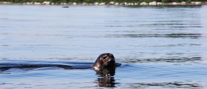 Hur påverkar mikropartiklar från vägtrafik?