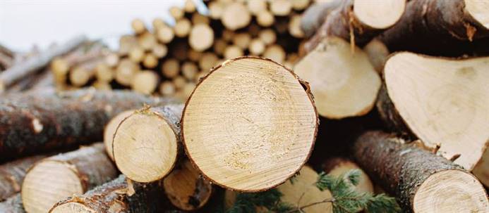 Scania och SCA först ut med 80-tons eldriven timmerbil